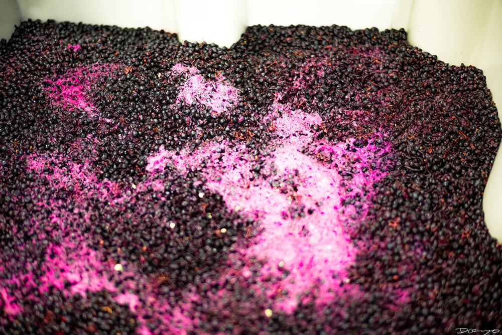 Photos with Communique Wines in McMinville, Oregon, in the Fall of 2020.